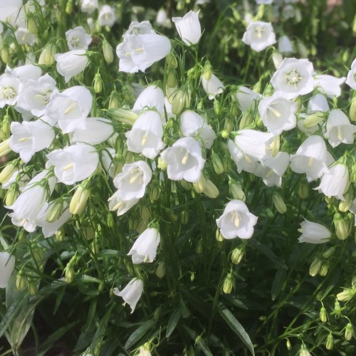 Campanula persicifolia 'Takion White' - Suureõiene kellukas 'Takion White' P11/0,75L